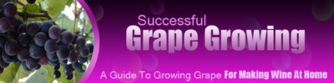 Thumbnail Grape Growing Website Template - WP Themes PLR Pack