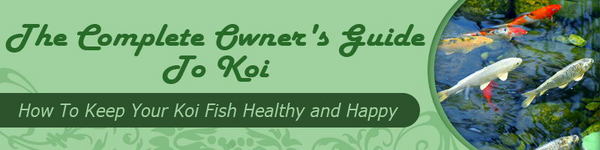 Product picture Koi Fish Website Template Plr Pack